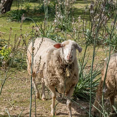 Finca Ca Na Barons