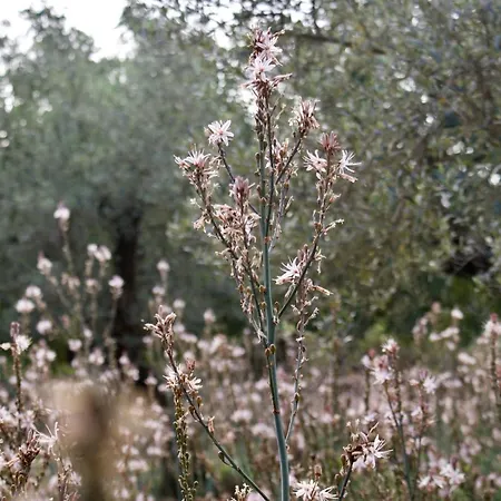 Finca Ca Na Barons Villa *